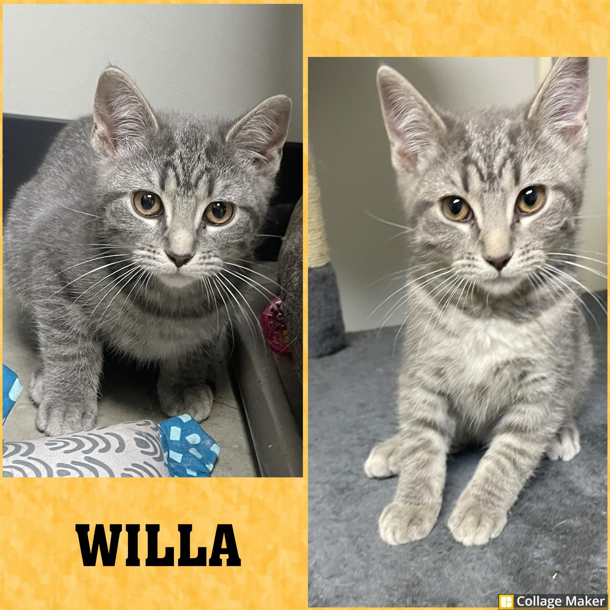Willa, ADOPTABLE, Young Female Domestic Short Hair.