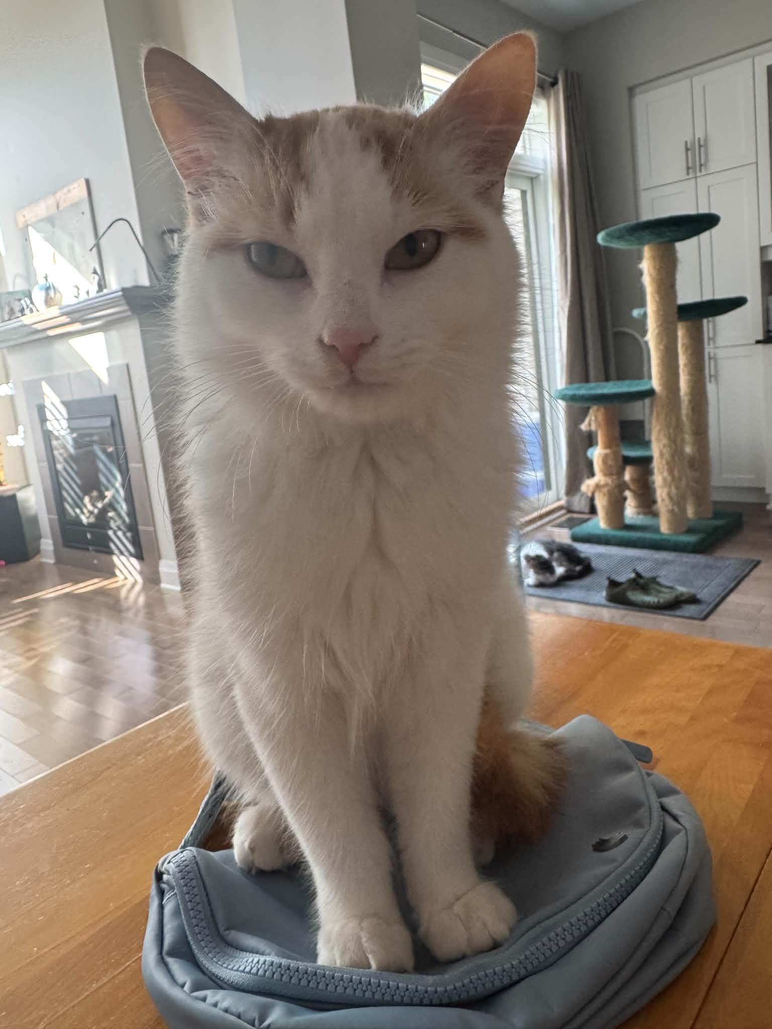 Picasso, Adoptable, Young Male Domestic Short Hair.