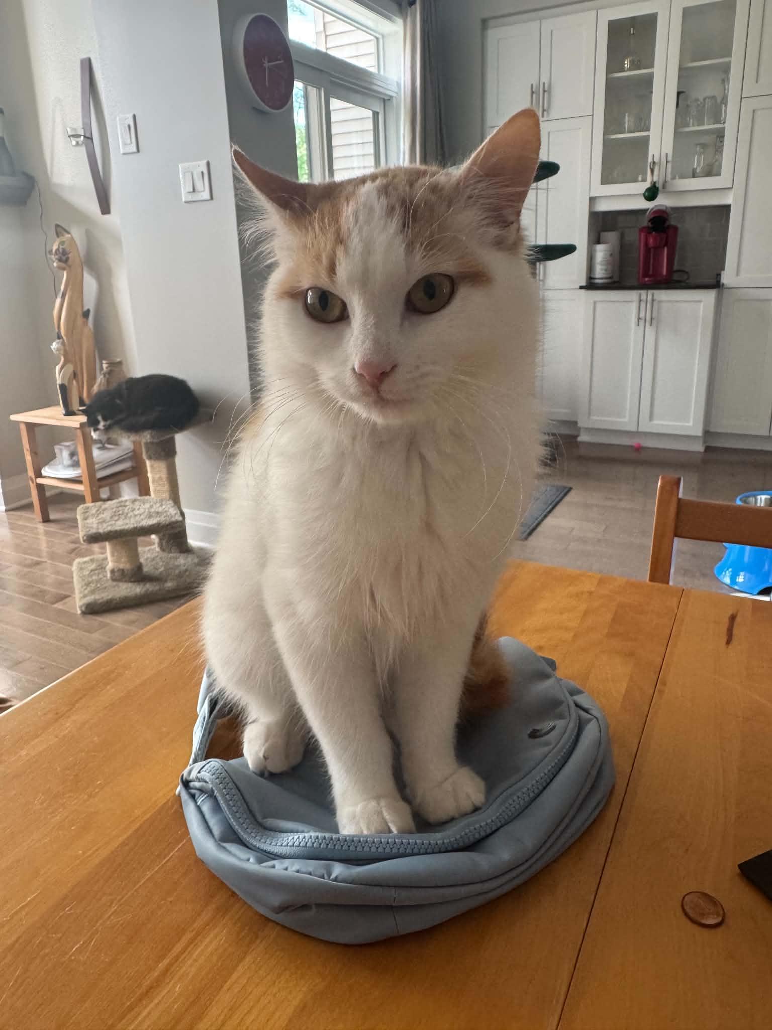 Enlarge Picasso, a Adoptable Domestic Short Hair in Orleans, ON image 2/3