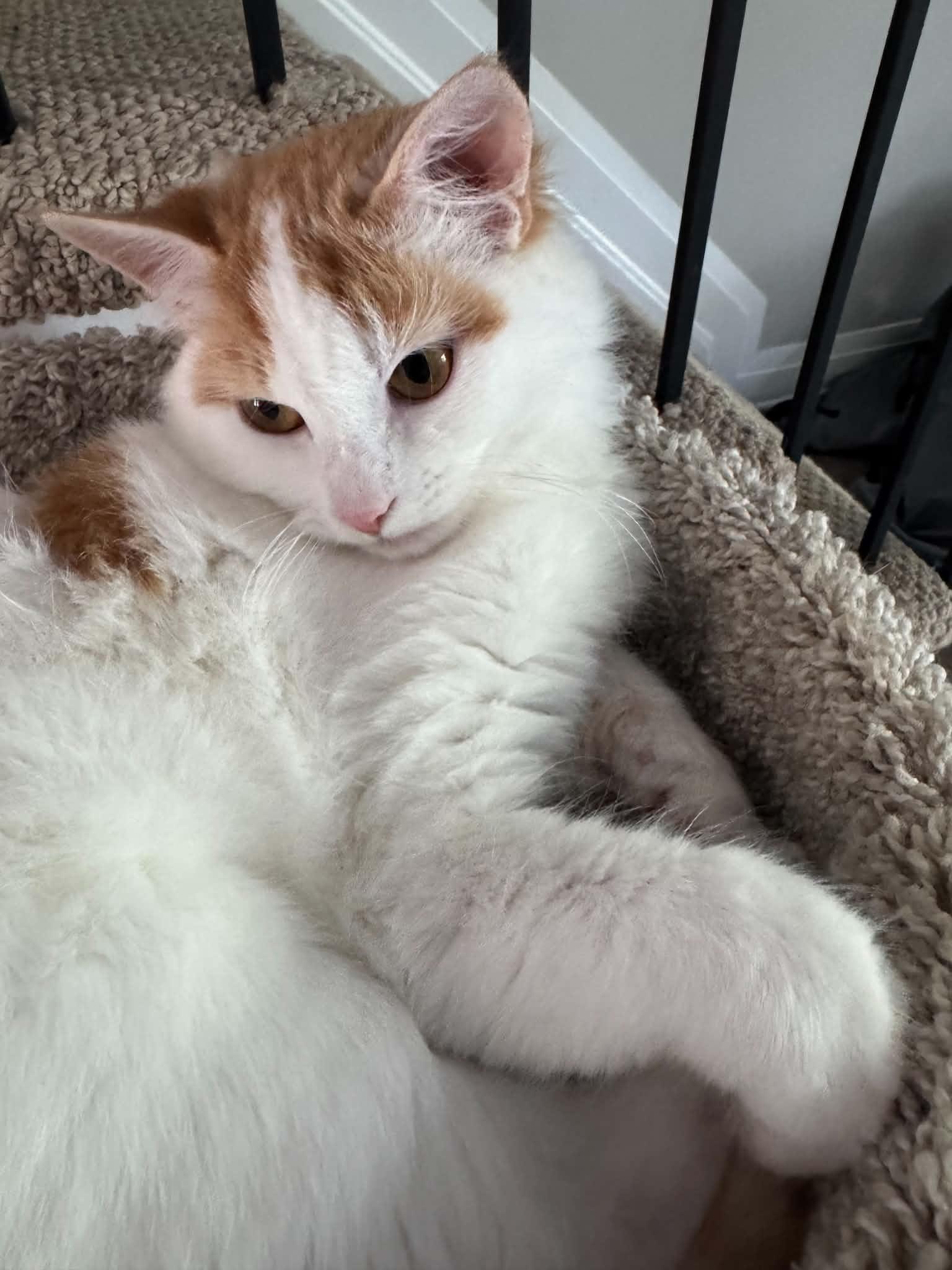 Enlarge Picasso, a Adoptable Domestic Short Hair in Orleans, ON image 3/3
