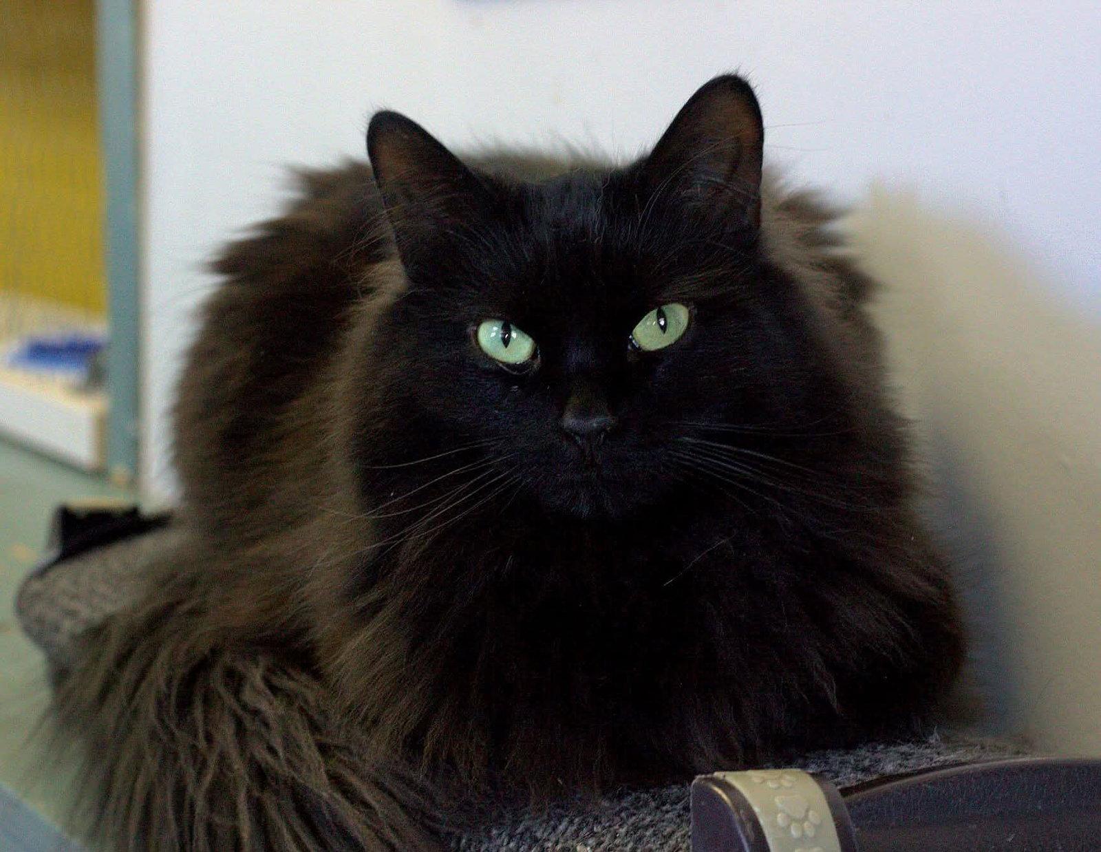 Kiwi, Adoptable, Adult Male Domestic Long Hair.