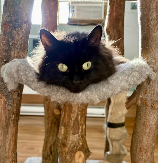 Enlarge Kiwi, a Adoptable Domestic Long Hair in Montreal, QC image 2/3