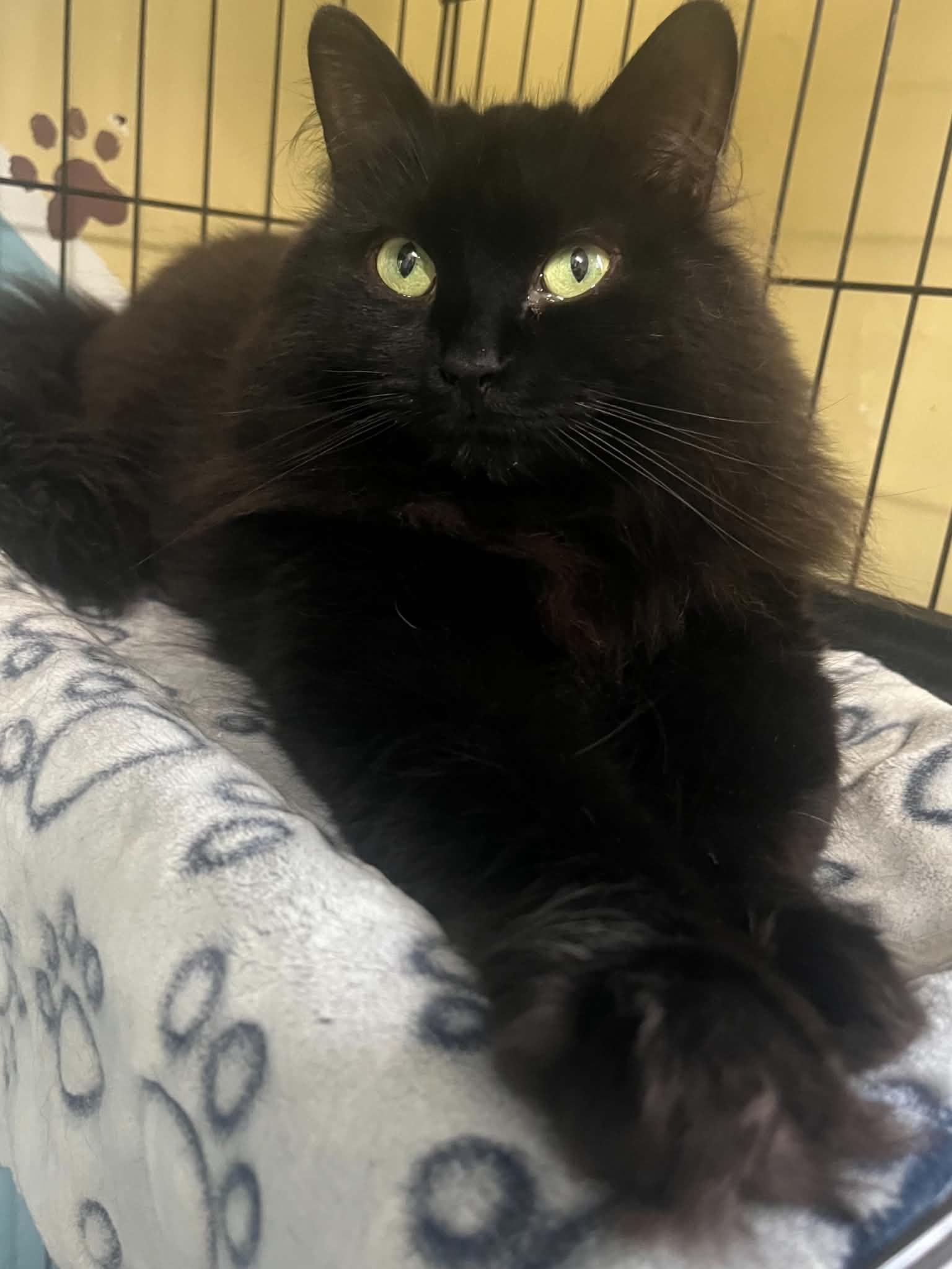 Enlarge Kiwi, a Adoptable Domestic Long Hair in Montreal, QC image 3/3
