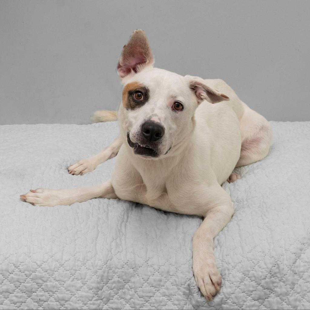 Enlarge Xena, a Adoptable Mixed Breed in Cartersville, GA image 1/2