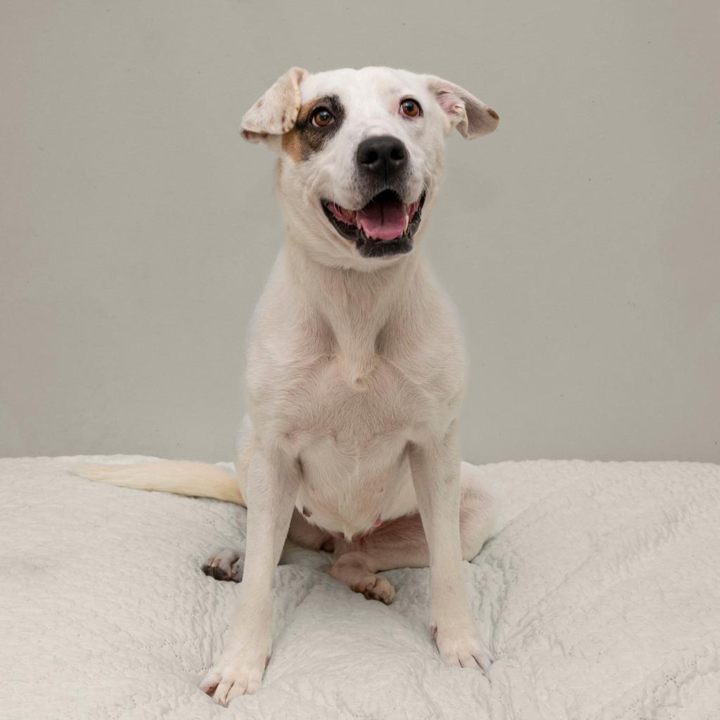 Enlarge Xena, a Adoptable Mixed Breed in Cartersville, GA image 2/2