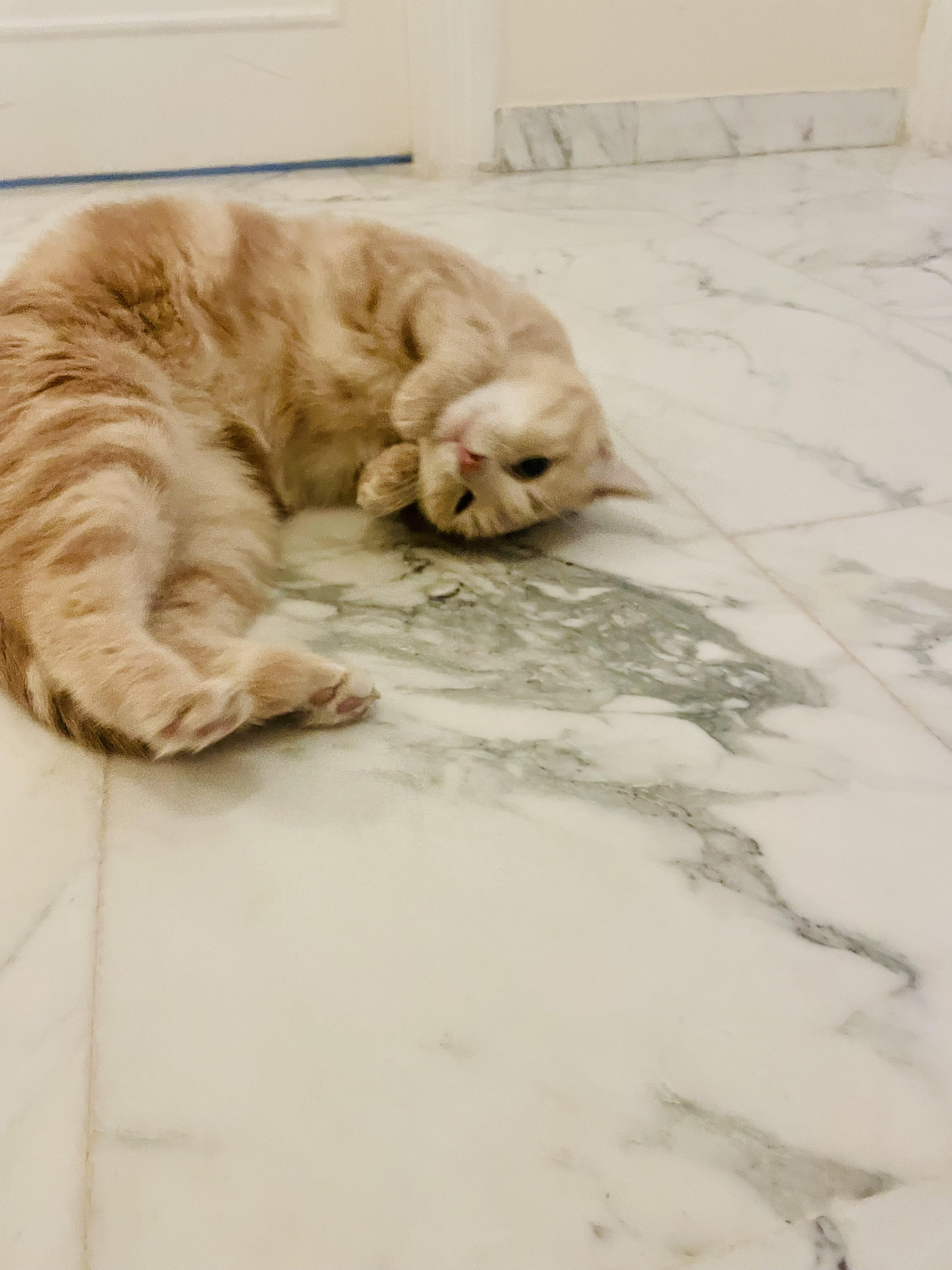 Sophia, the Sweet Green Eyed Beauty, a Adoptable Domestic Short Hair in Somerset, NJ image 4/6