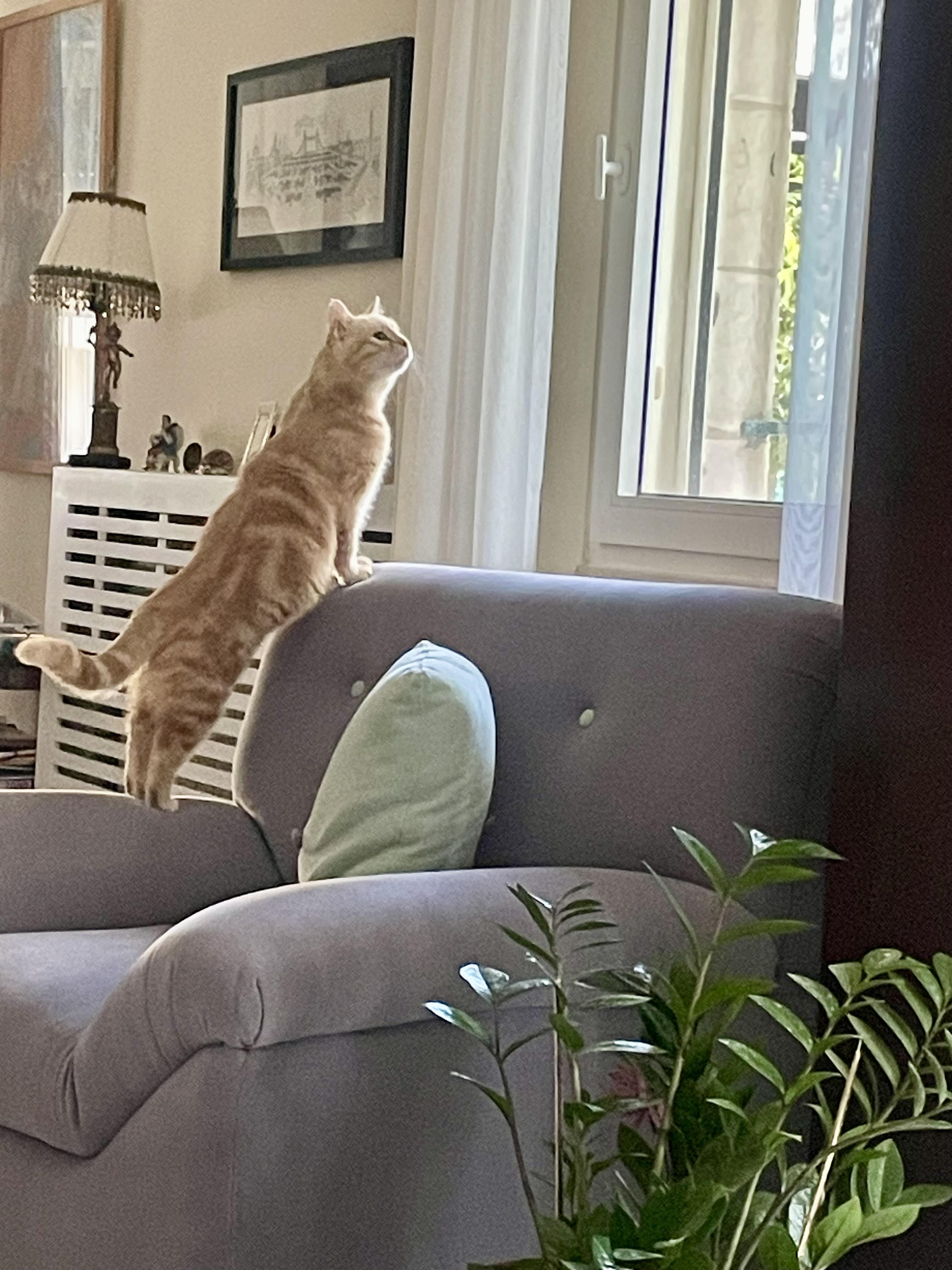 Sophia, the Sweet Green Eyed Beauty, a Adoptable Domestic Short Hair in Somerset, NJ image 1/6