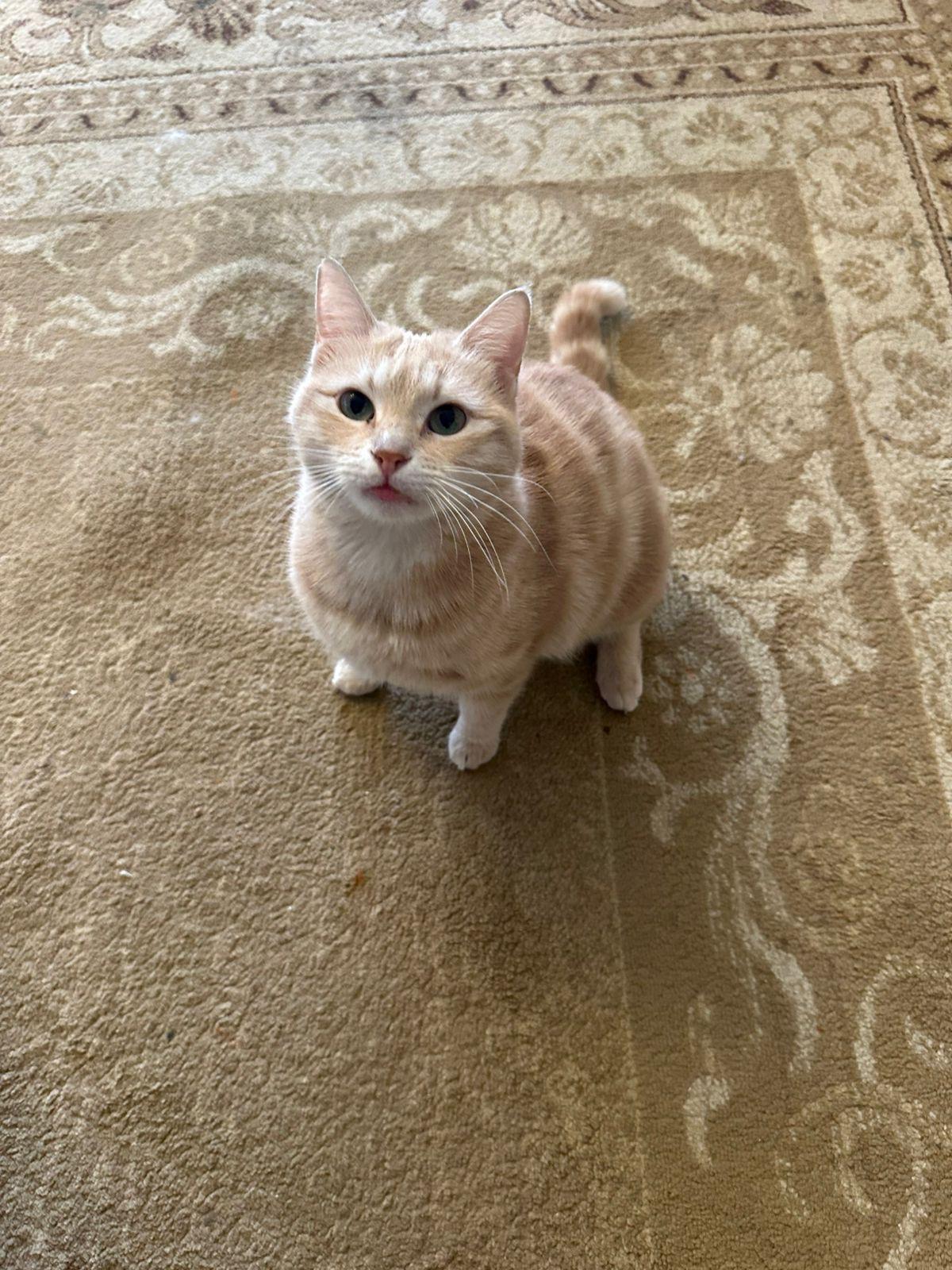 Sophia, the Sweet Green Eyed Beauty, a Adoptable Domestic Short Hair in Somerset, NJ image 6/6