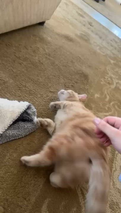 Enlarge Sophia, the Sweet Green Eyed Beauty, a Adoptable Domestic Short Hair in Somerset, NJ video 5/6