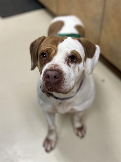 BETTY, Adoptable, Adult Female Basset Hound & Mixed Breed.