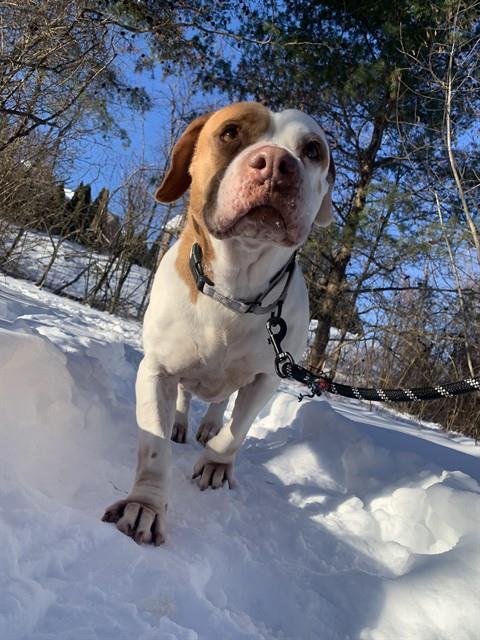 Enlarge BETTY, a Adoptable mixed breed in Aliquippa, PA image 1/1