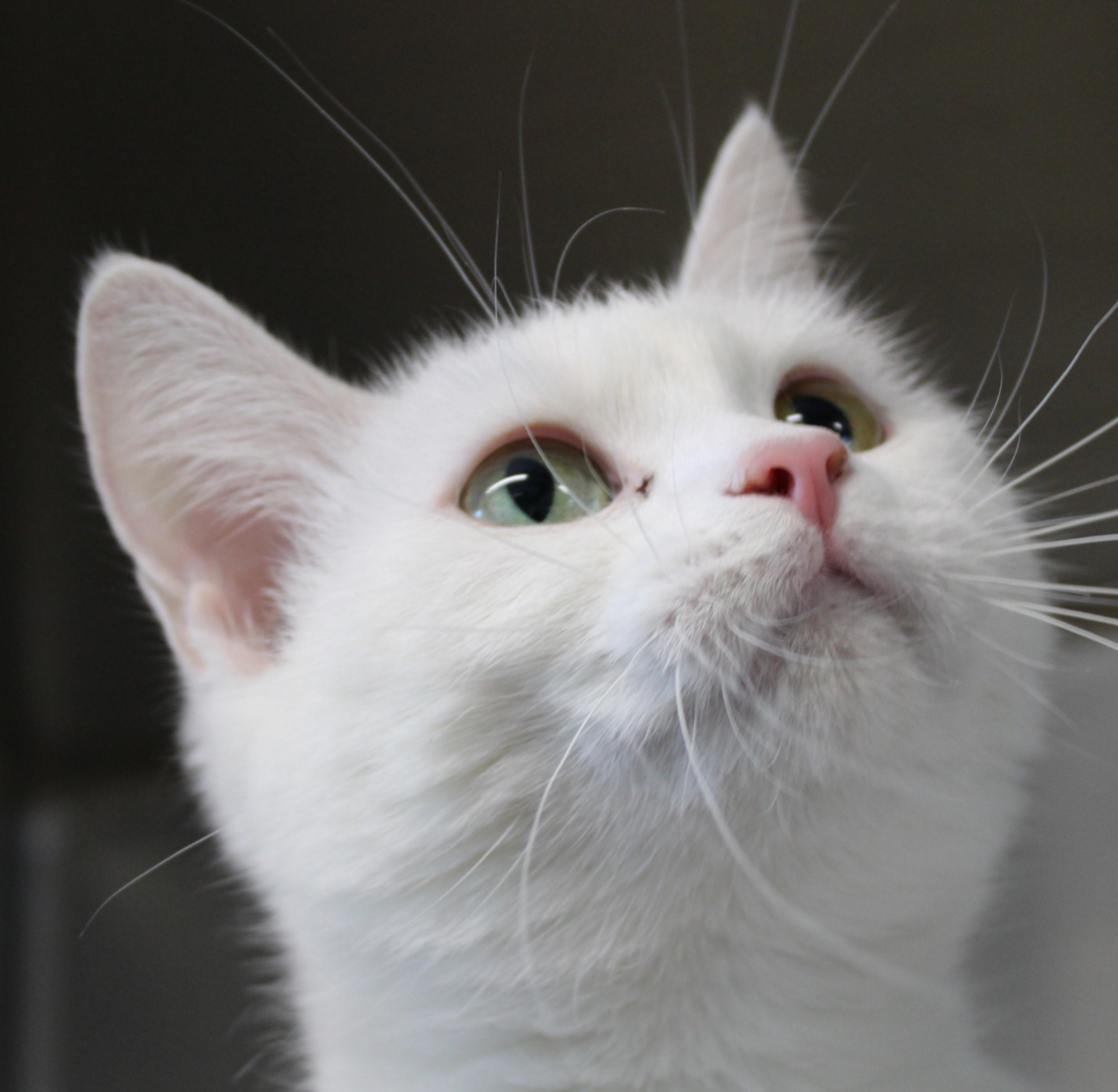 Marshmallow, adoptable, Adult Female Domestic Short Hair.