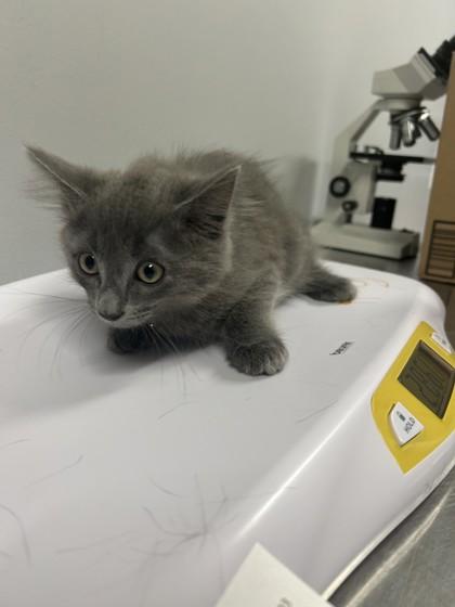 Enlarge Smoke at PetSmart in Athens, GA, an adopted Domestic Medium Hair in Bishop, GA image 1/1