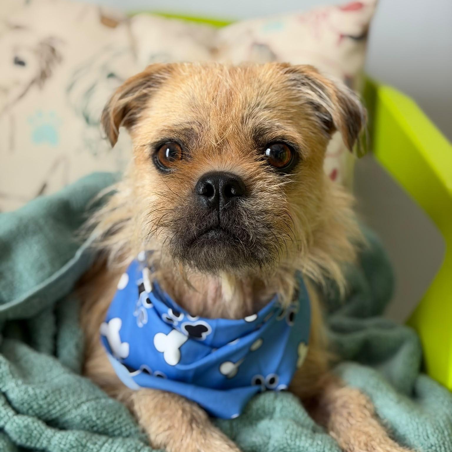 Enlarge TOMATO (out of town), a Adoptable mixed breed in New York, NY image 2/4