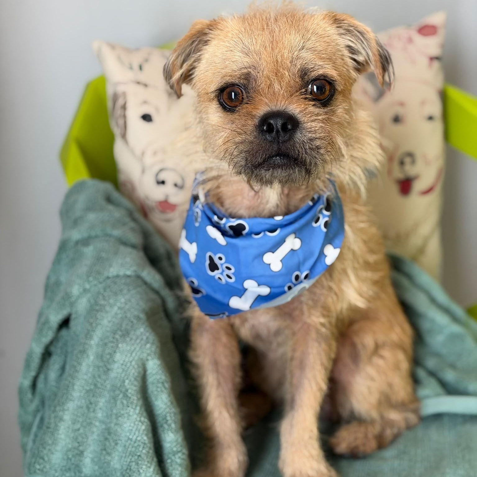 Enlarge TOMATO (out of town), a Adoptable mixed breed in New York, NY image 4/4