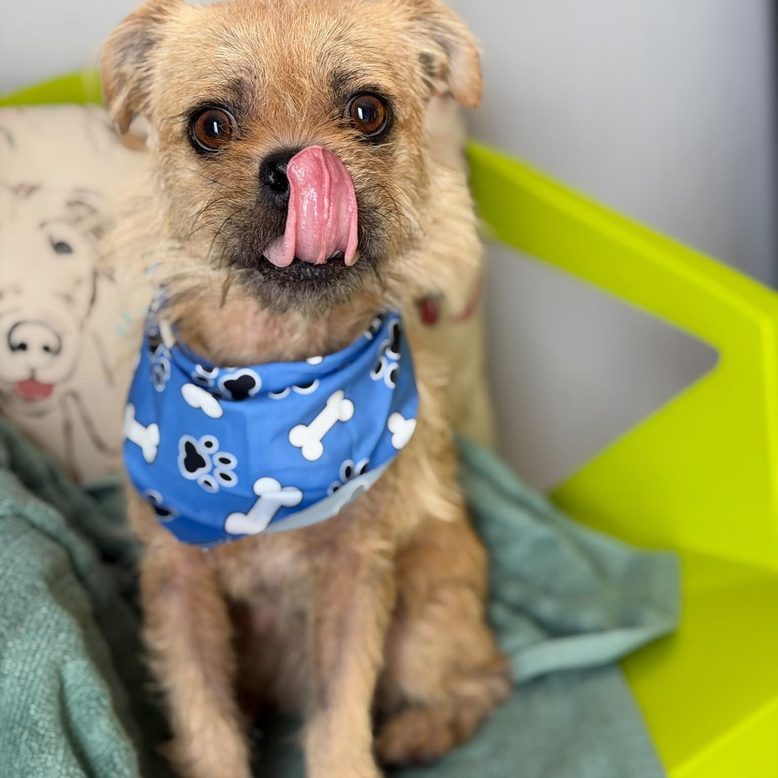 Enlarge TOMATO (out of town), a Adoptable mixed breed in New York, NY image 3/4