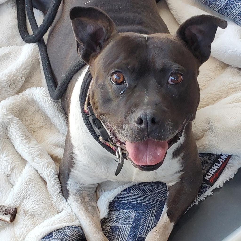 Flower, Adoptable, Adult Female Pit Bull Terrier.