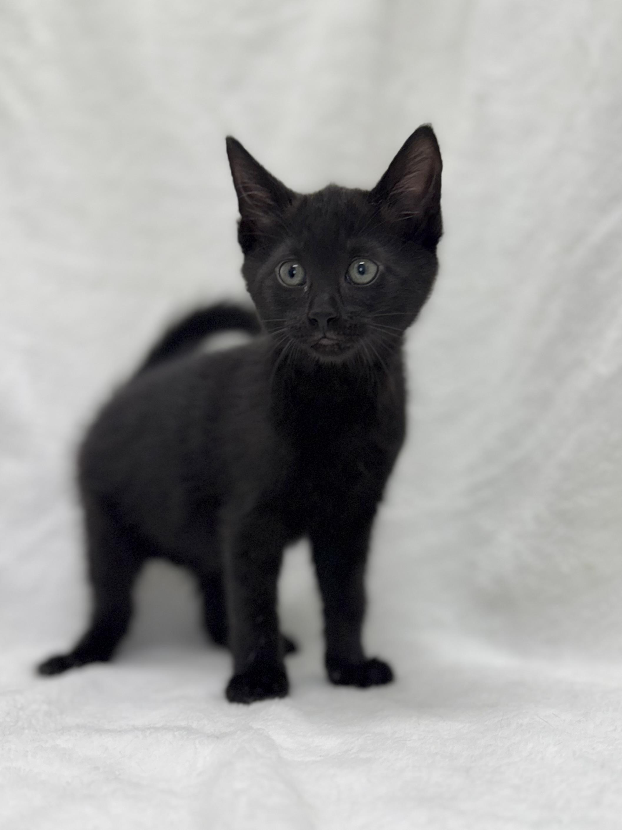 Camden, Adoptable, Kitten Female Domestic Short Hair.