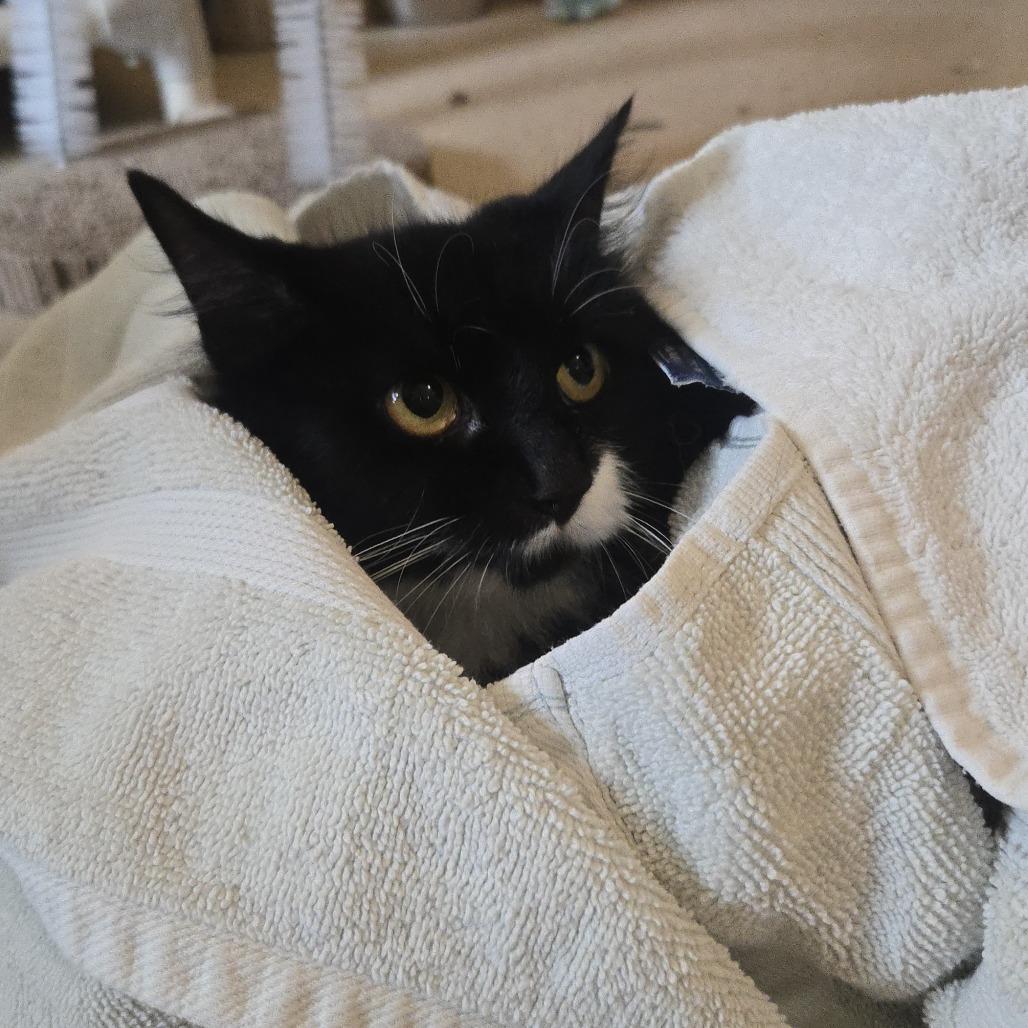 Lucy, Adoptable, Adult Female Domestic Long Hair.