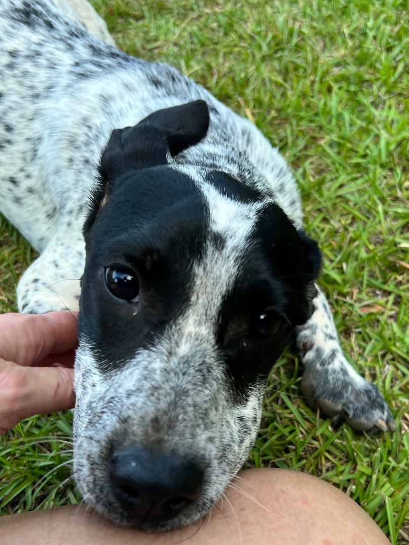 Cami , an adoptable Spaniel, Hound in Northport, AL, 35473 | Photo Image 1