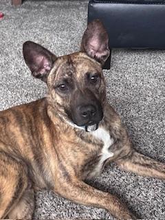 Enlarge Baxter, a Adoptable mixed breed in Batavia, IL image 1/5
