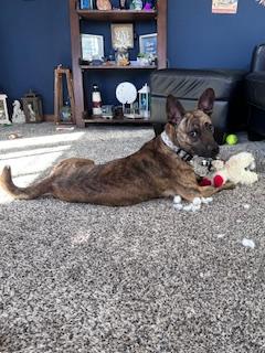 Enlarge Baxter, a Adoptable mixed breed in Batavia, IL image 3/5