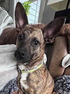 Enlarge Baxter, a Adoptable mixed breed in Batavia, IL image 2/5