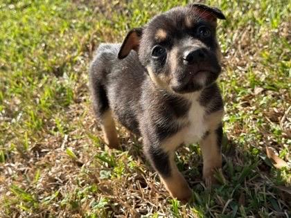 Shortbread, ADOPTABLE, Puppy Male Australian Shepherd.