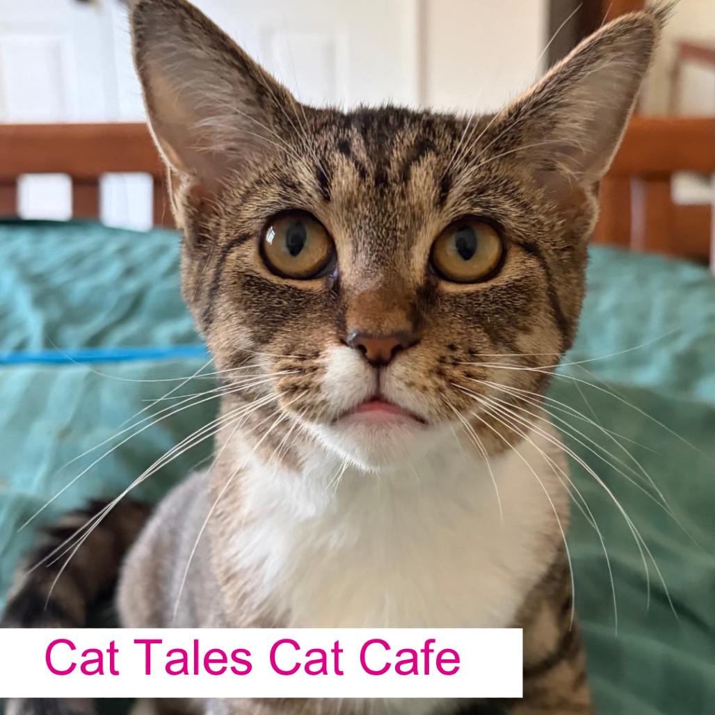 Kerrygold, Adoptable, Young Female Domestic Short Hair.