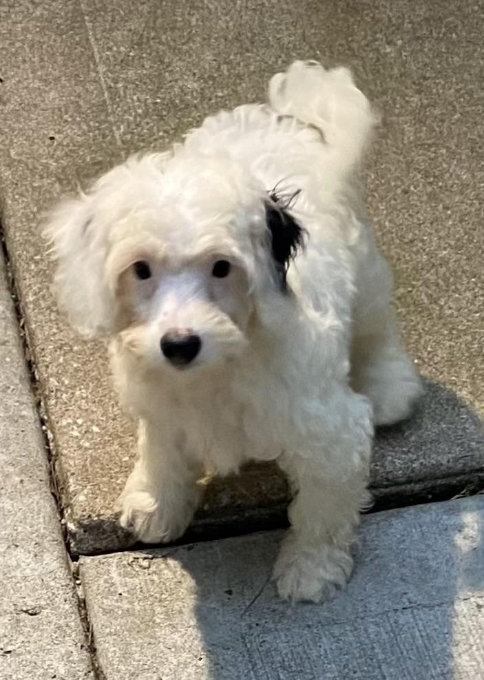 Bandit, Adoptable, Puppy Male Bernese Mountain Dog & Poodle.