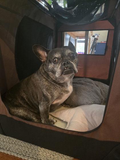 FELIX KATZE, a ADOPTABLE French Bulldog in Bonney Lake, WA image 3/3