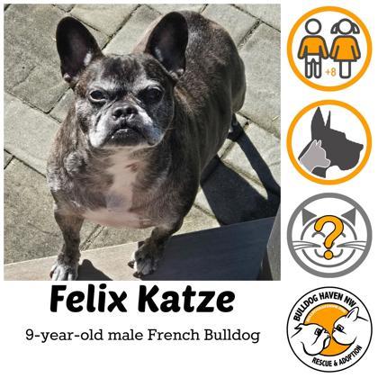 FELIX KATZE, ADOPTABLE, Senior Male French Bulldog.