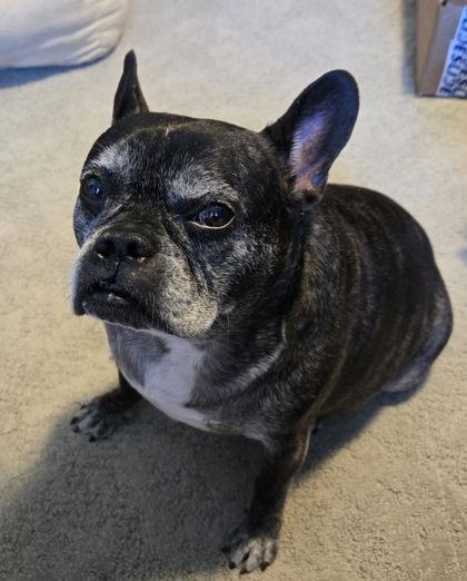 FELIX KATZE, a ADOPTABLE French Bulldog in Bonney Lake, WA image 2/3