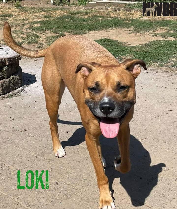 Enlarge Loki, a Adoptable mixed breed in McMinnville, OR image 1/6