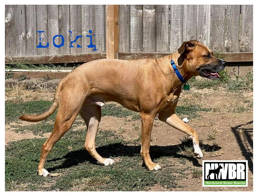 Enlarge Loki, a Adoptable mixed breed in McMinnville, OR image 2/6
