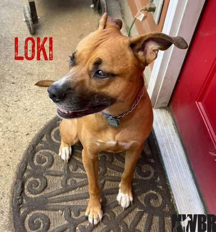 Loki, a Adoptable mixed breed in Woodinville, WA image 3/6