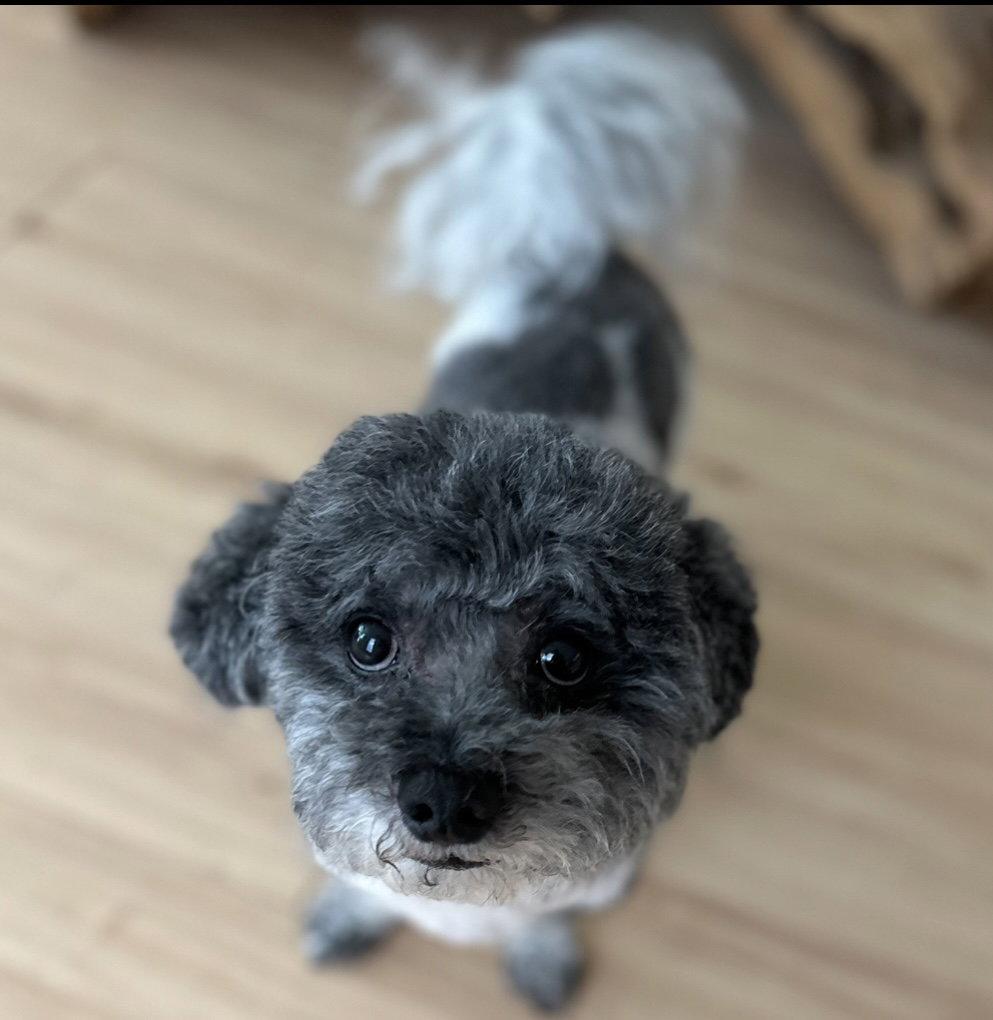 Little Buddy *BONDED* with Dude, Adoptable, Senior Male Bichon Frise & Poodle.
