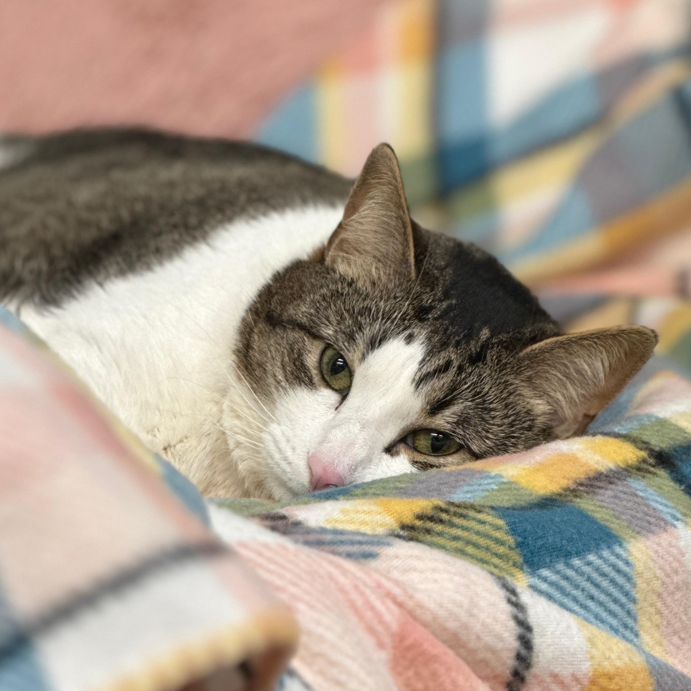 Missy Elliot, a ADOPTABLE Domestic Short Hair in Brewster, NY image 1/4