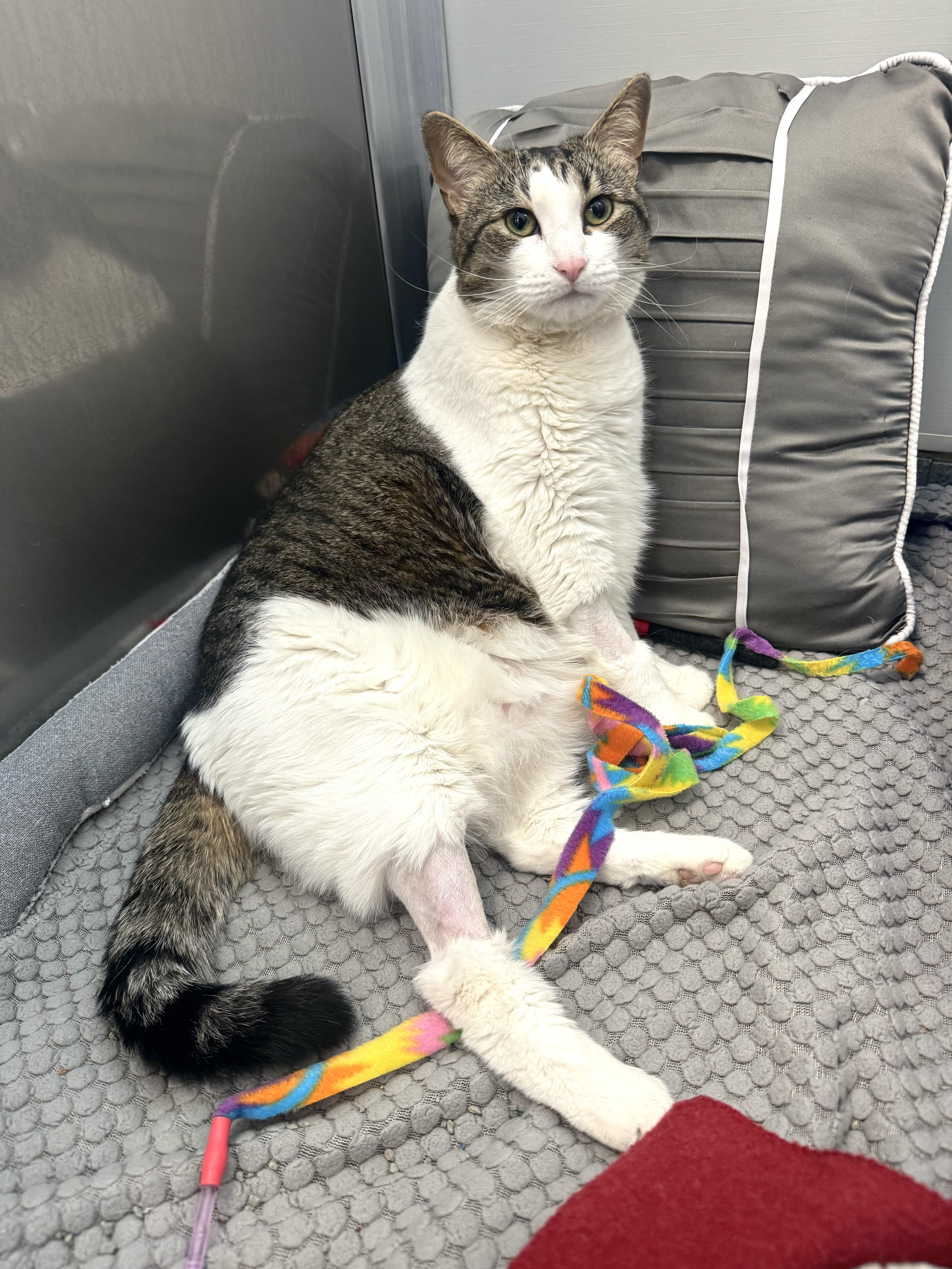 Missy Elliot, a ADOPTABLE Domestic Short Hair in Brewster, NY image 4/4