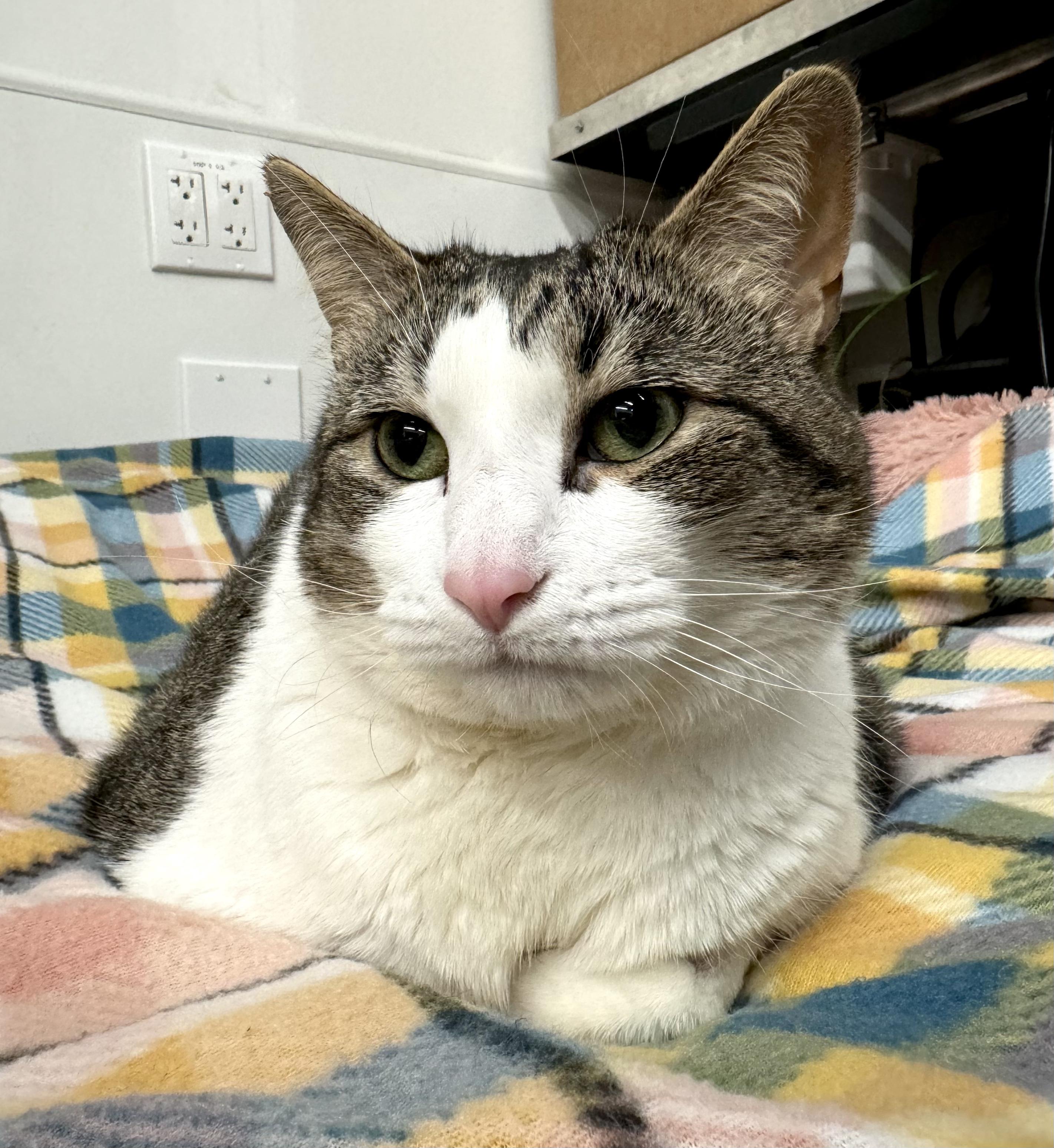 Missy Elliot, a ADOPTABLE Domestic Short Hair in Brewster, NY image 2/4