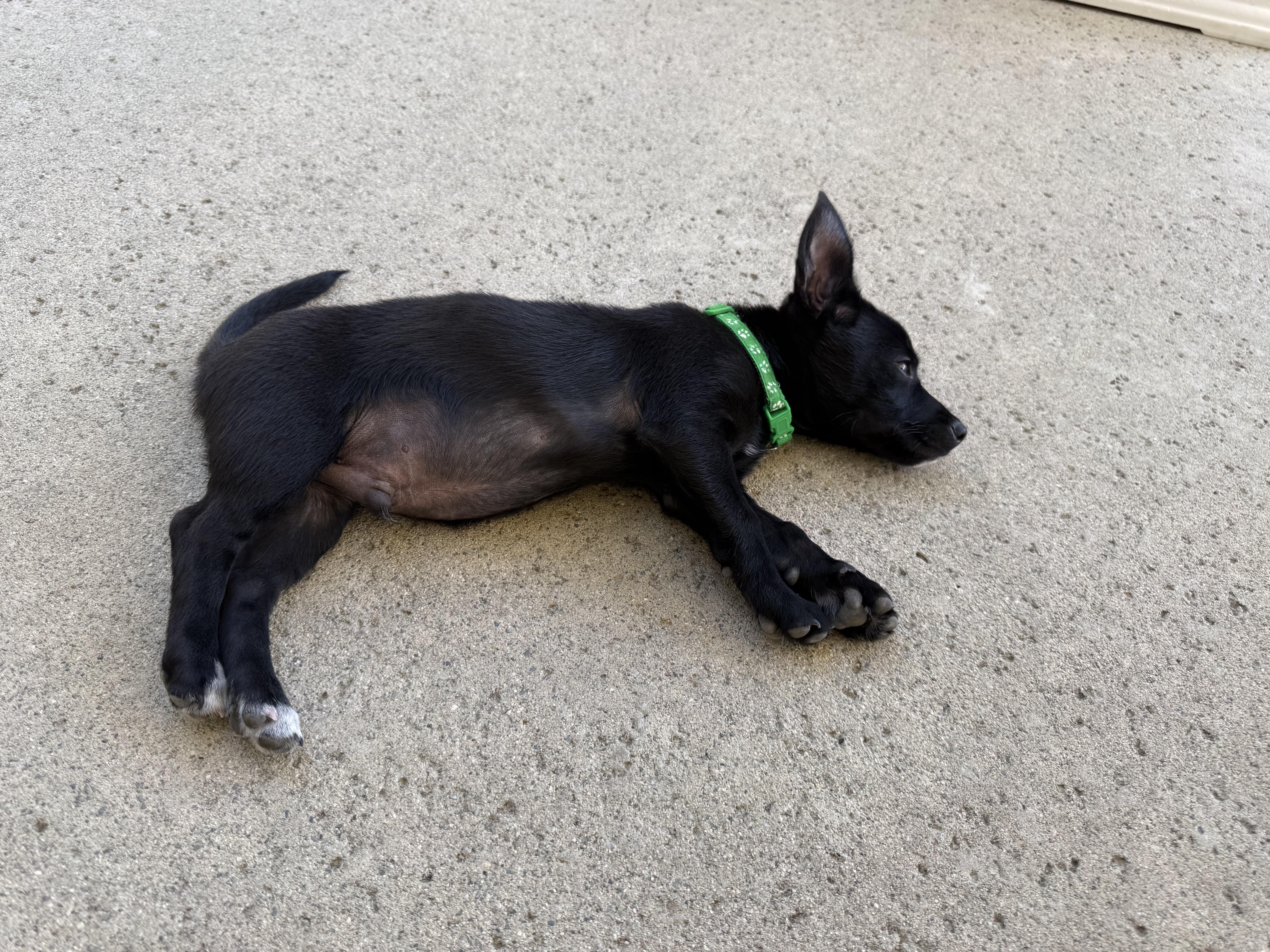 Enlarge Juan Carlos, a ADOPTABLE mixed breed in Pomona, CA image 4/5