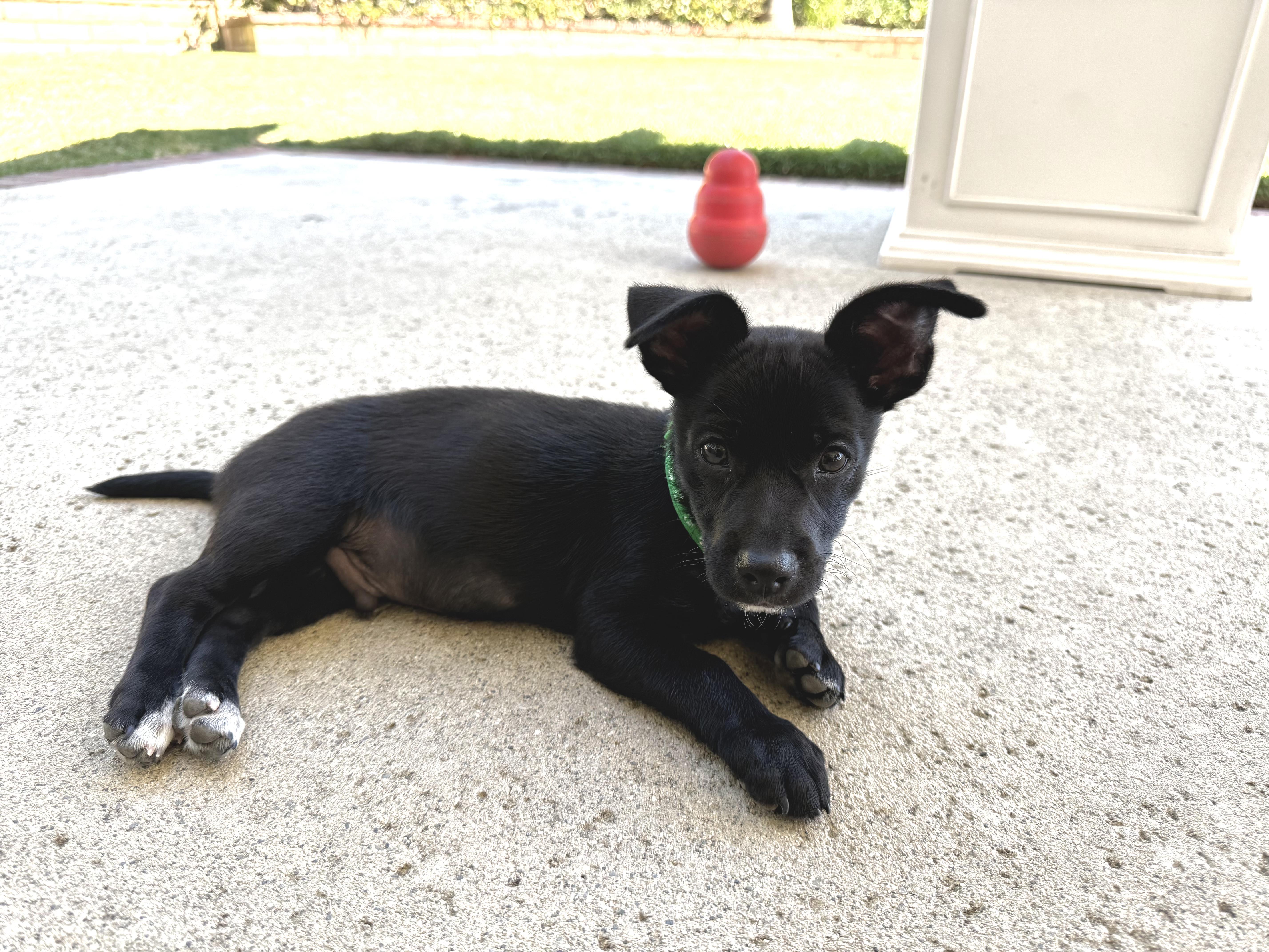 Enlarge Juan Carlos, a ADOPTABLE mixed breed in Pomona, CA image 2/5