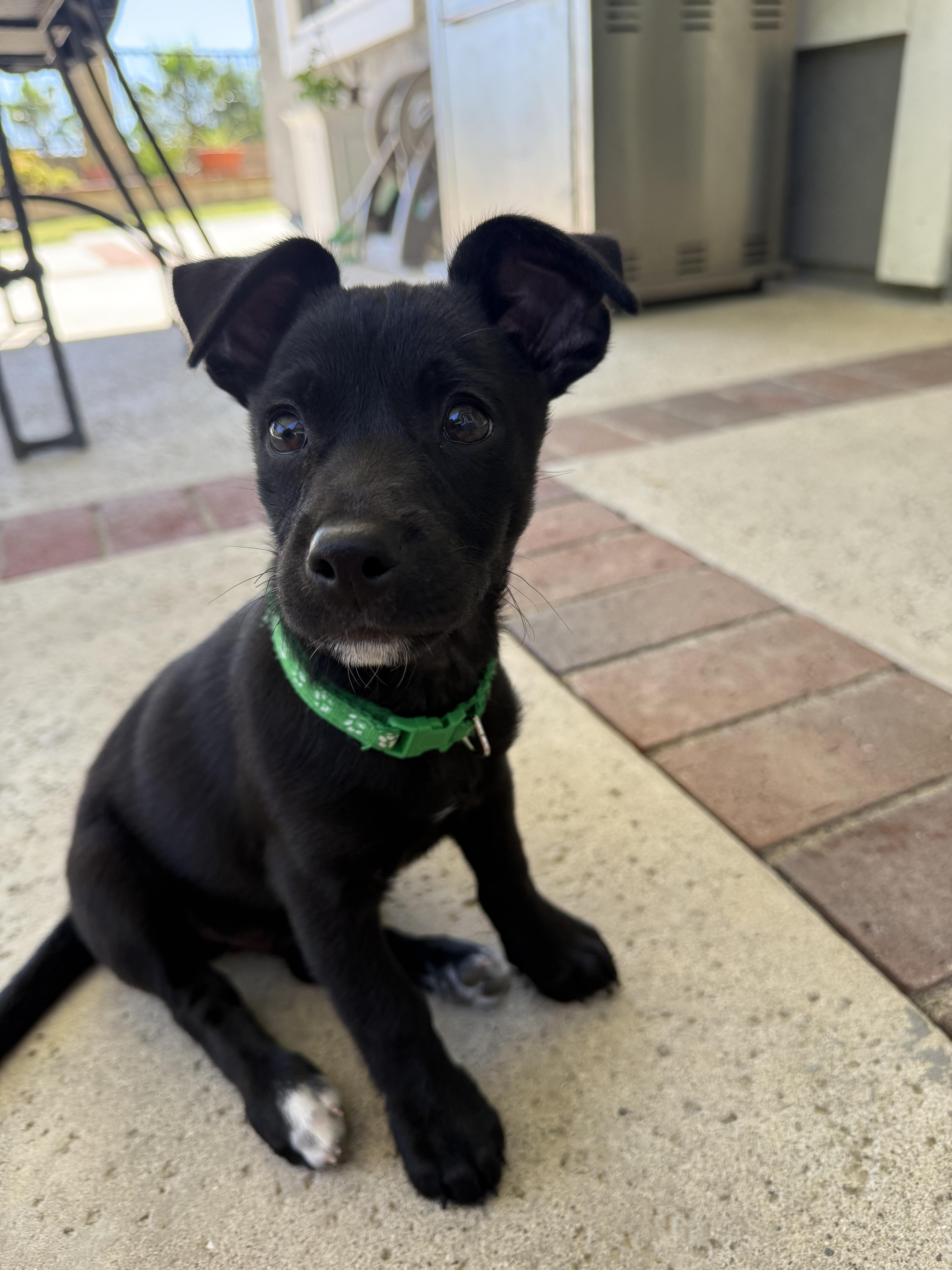 Enlarge Juan Carlos, a ADOPTABLE mixed breed in Pomona, CA image 1/5