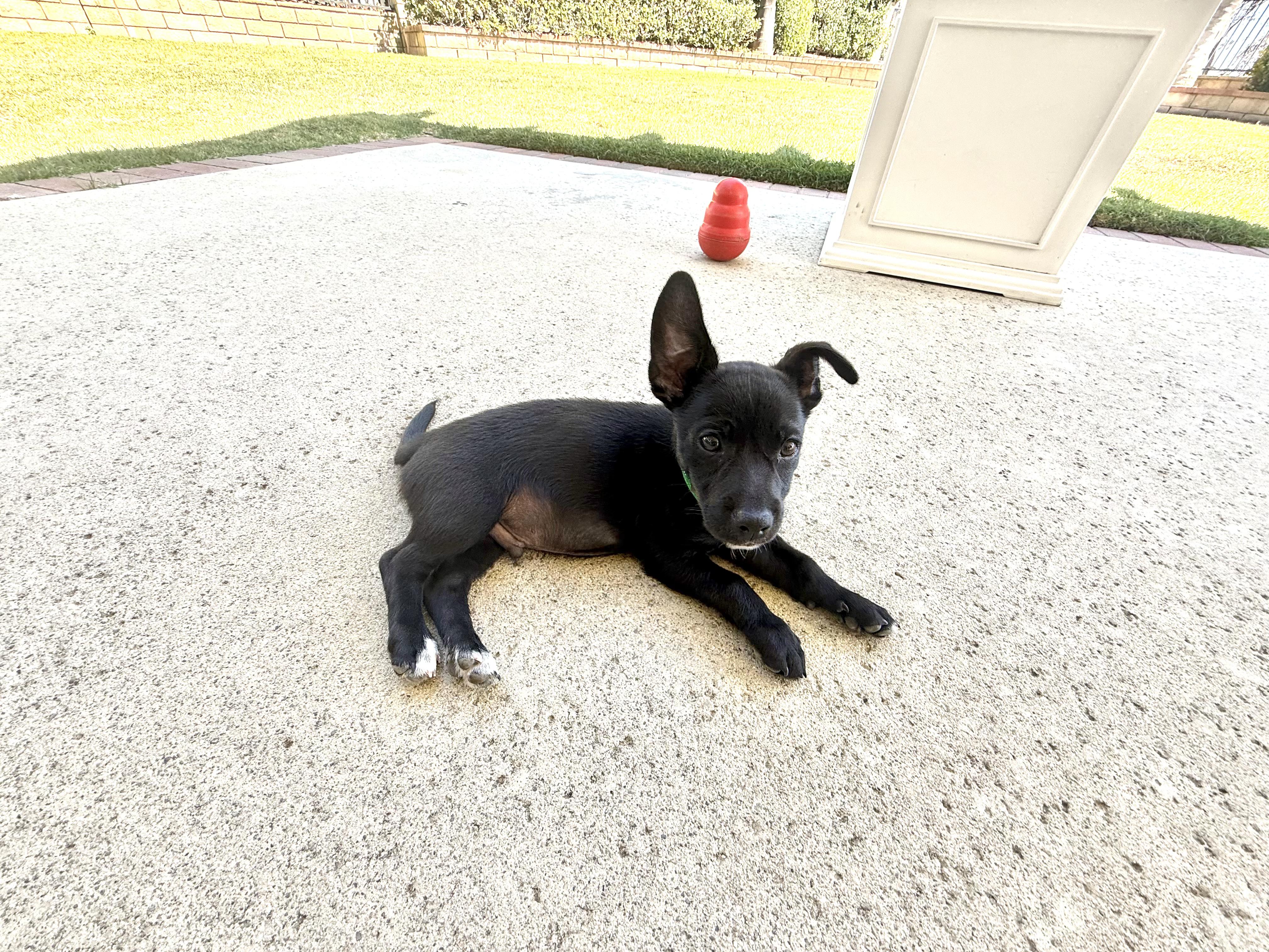 Enlarge Juan Carlos, a ADOPTABLE mixed breed in Pomona, CA image 5/5