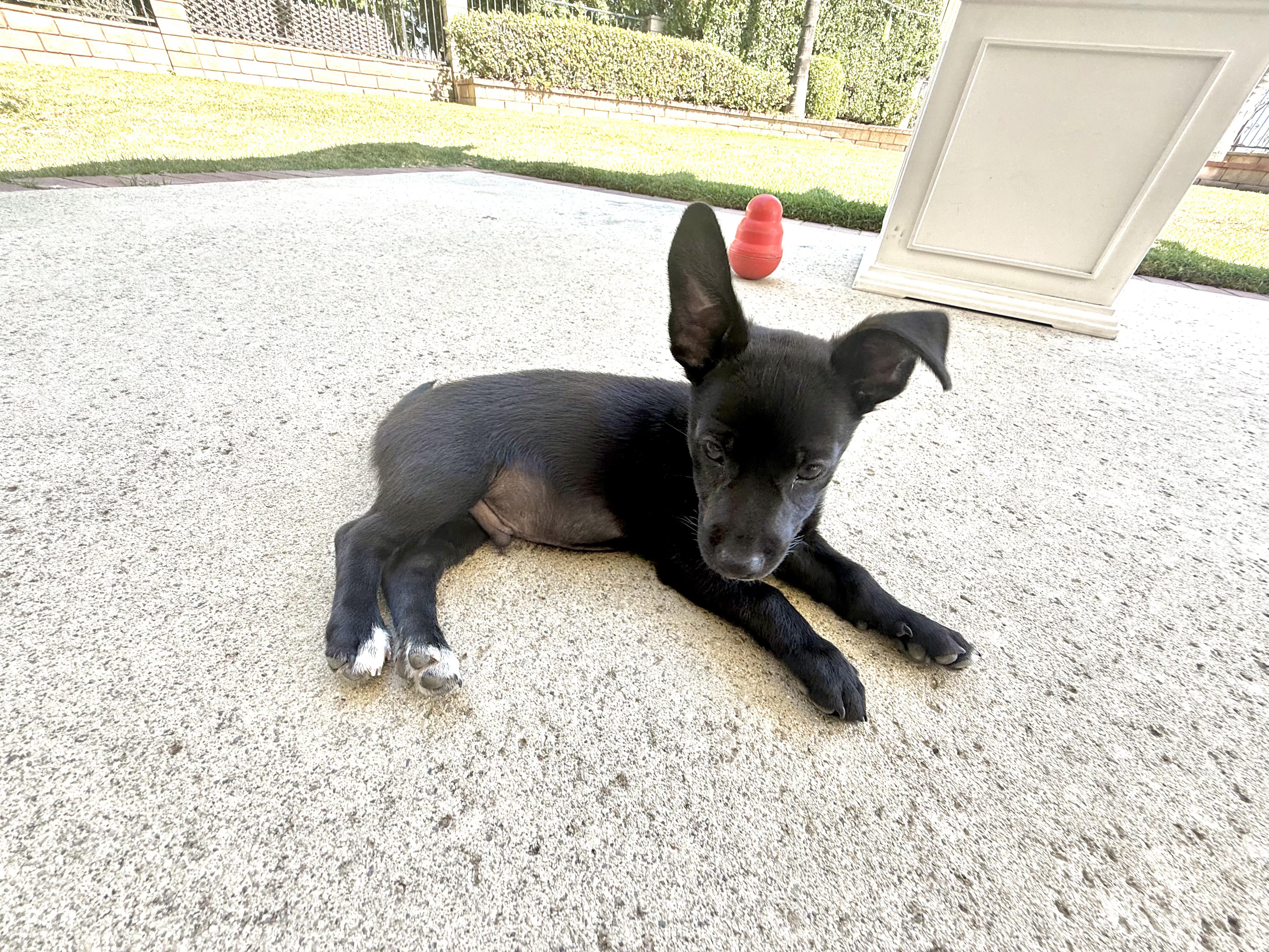 Enlarge Juan Carlos, a ADOPTABLE mixed breed in Pomona, CA image 3/5