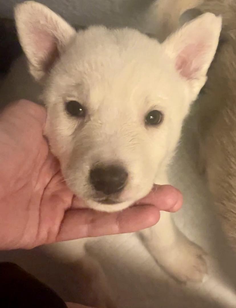 Lily, ADOPTABLE, Puppy Female Jindo & Husky.