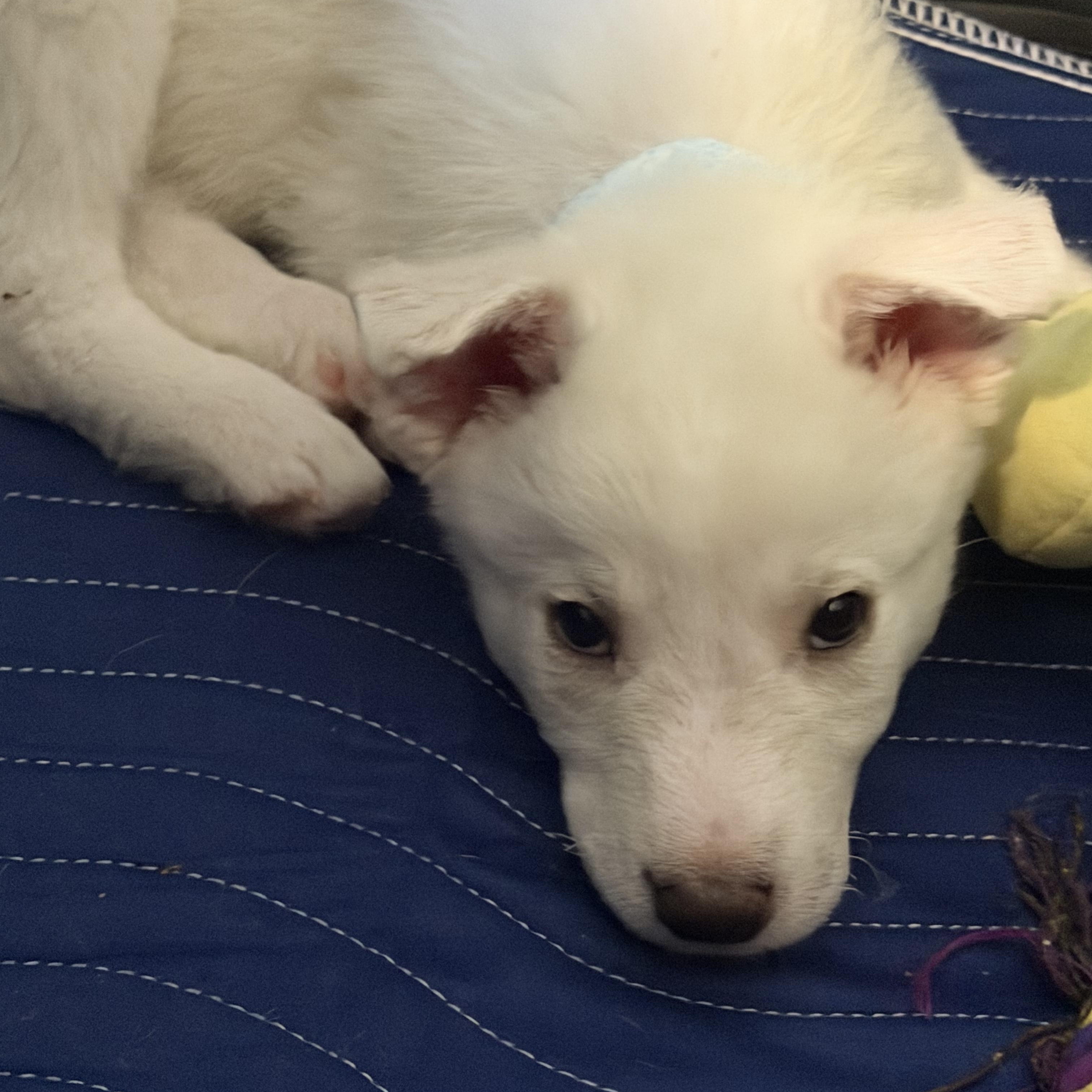 Enlarge Lily, a ADOPTABLE mixed breed in Sherman Oaks, CA image 6/6