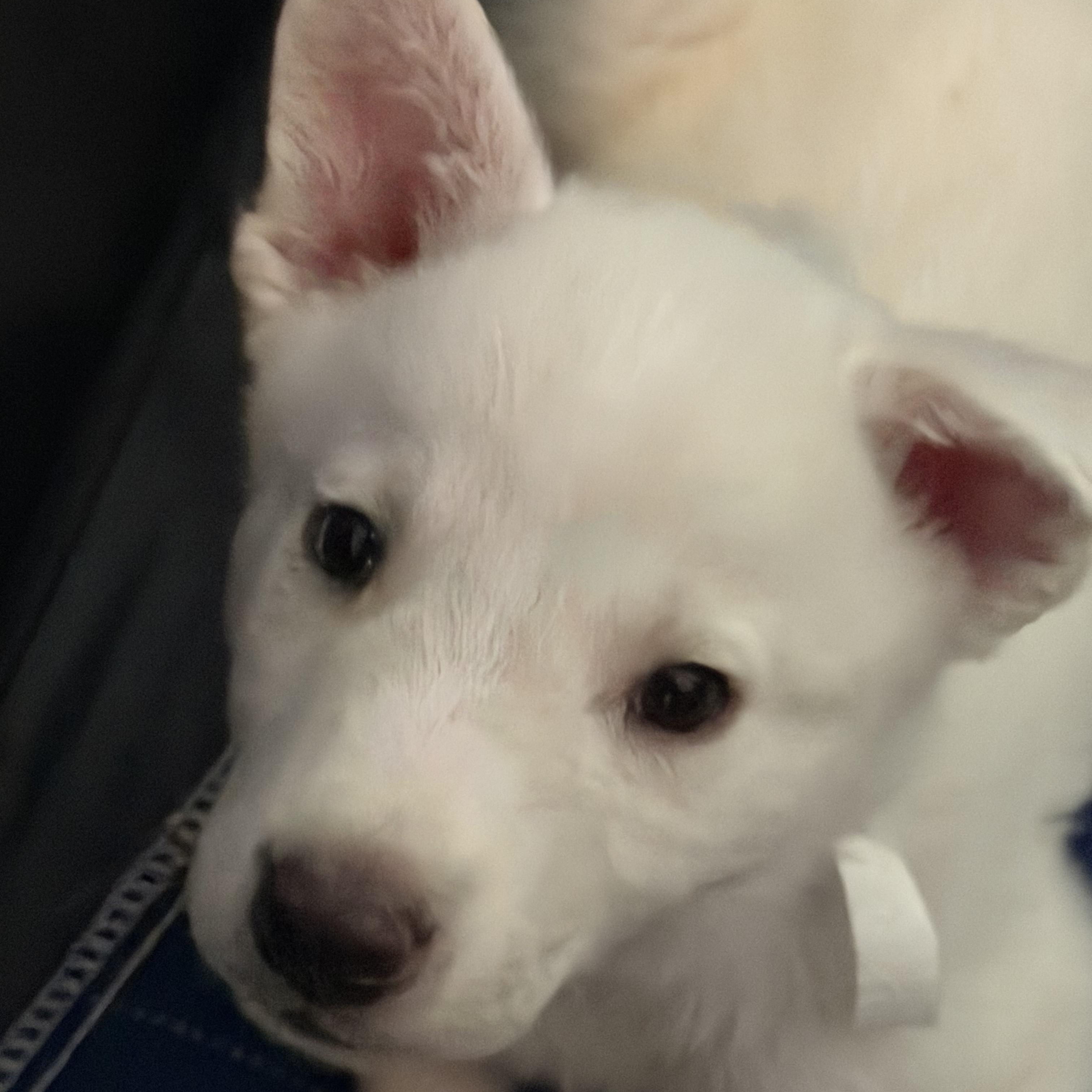 Enlarge Lily, a ADOPTABLE mixed breed in Sherman Oaks, CA image 5/6