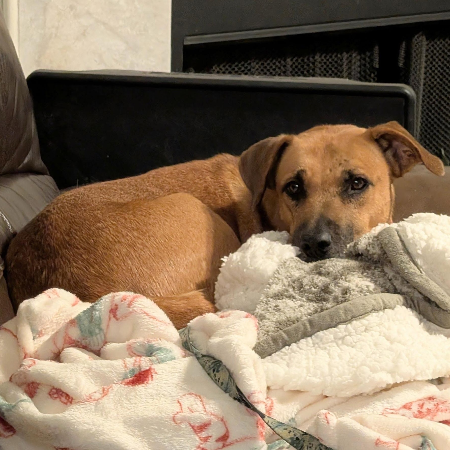 Toffee — thumbnail 3