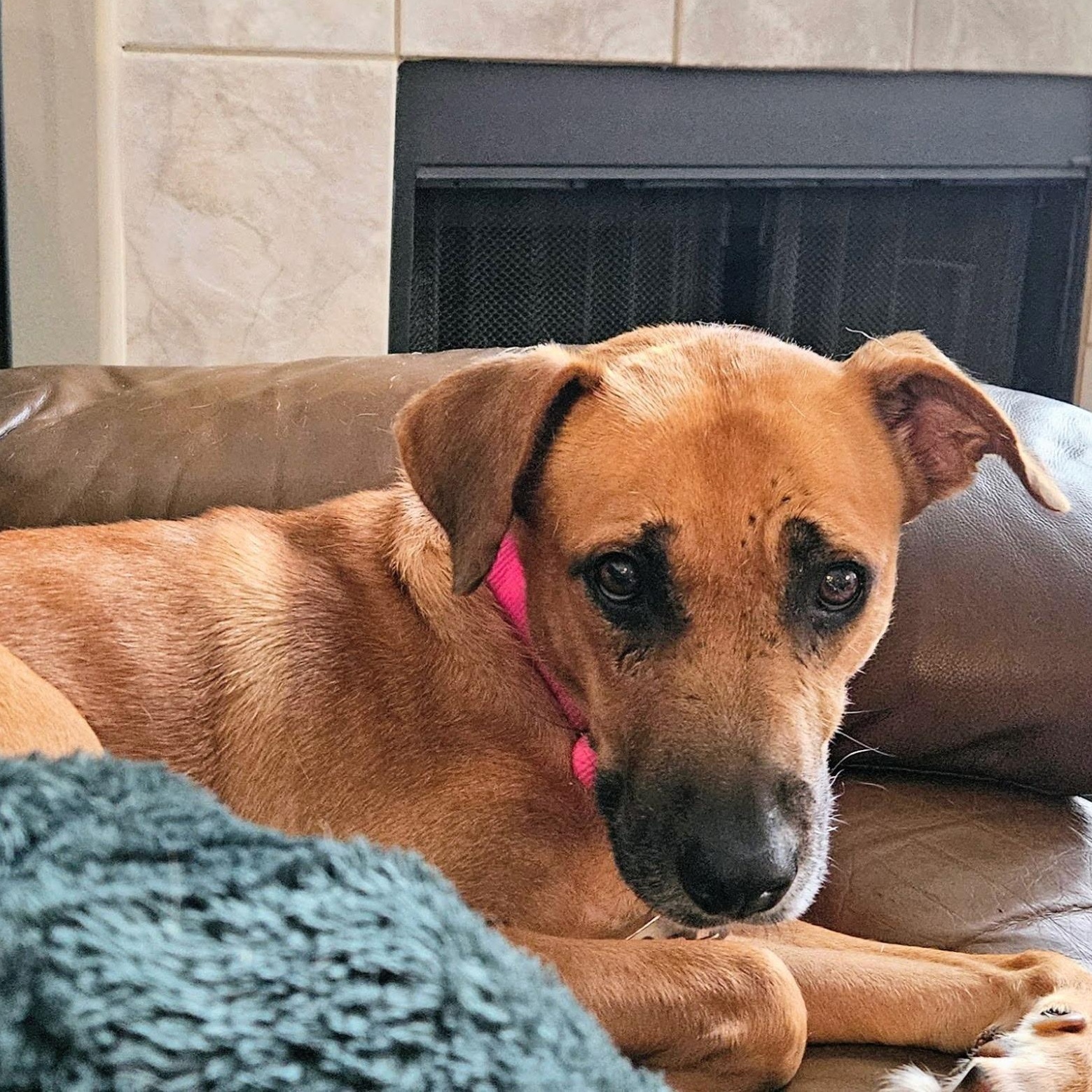 Toffee — thumbnail 4